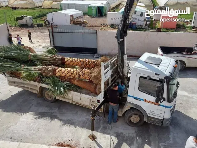 نخيل مثمر نخيل واشنطونيا الزينة أشجار المثمرة الزينة