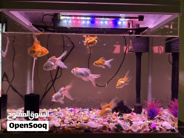 Aquarium complete setup