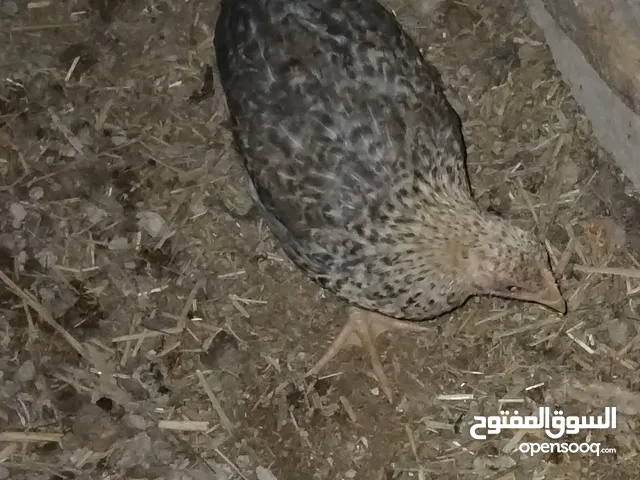 افراخ دجاج عرب  