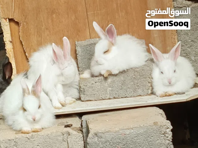 زوج ارانب  زوج ارانب