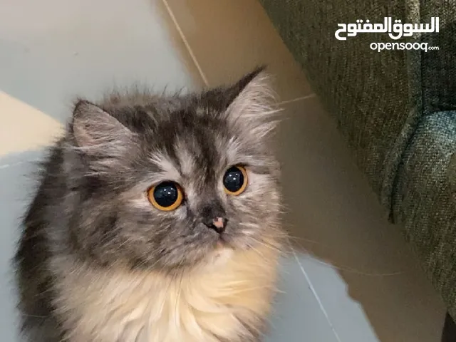 قطة شيرازي كيوت وجميلة للتبني