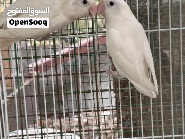 فيشر لون ابيض