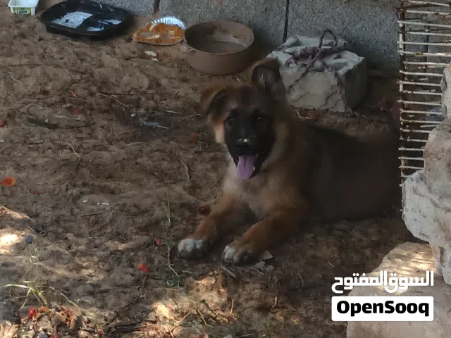 كلب للبيع نوع جيرمن اتصل وساوم