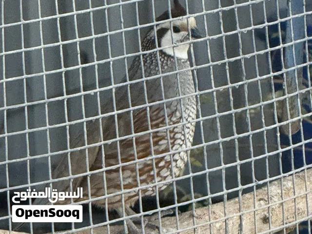 مطلوب انثى بوب وايت