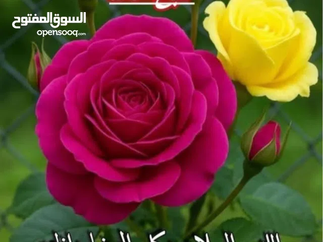 174 m2 3 Bedrooms Apartments for Rent in Ramallah and Al-Bireh Al Tira