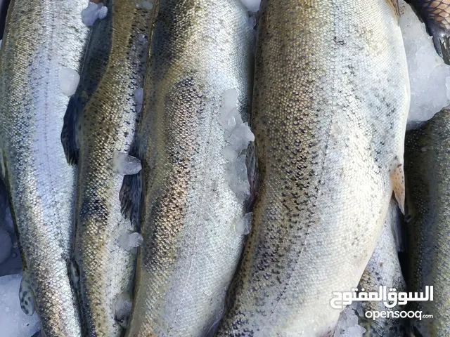 سمك سمك سمك اقره الوصف