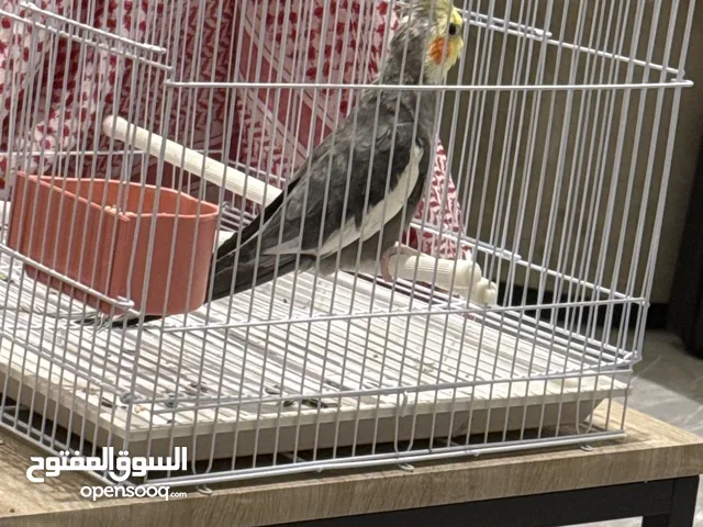 ذكر كروان عمره 9 شهور