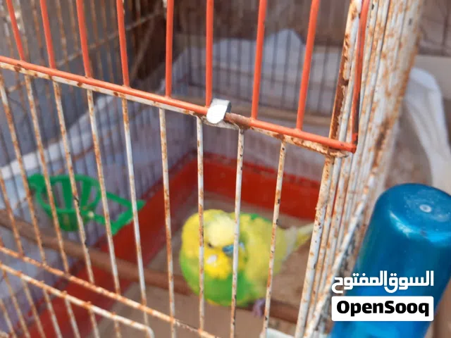 ذكر حب مع فرخين للبيع