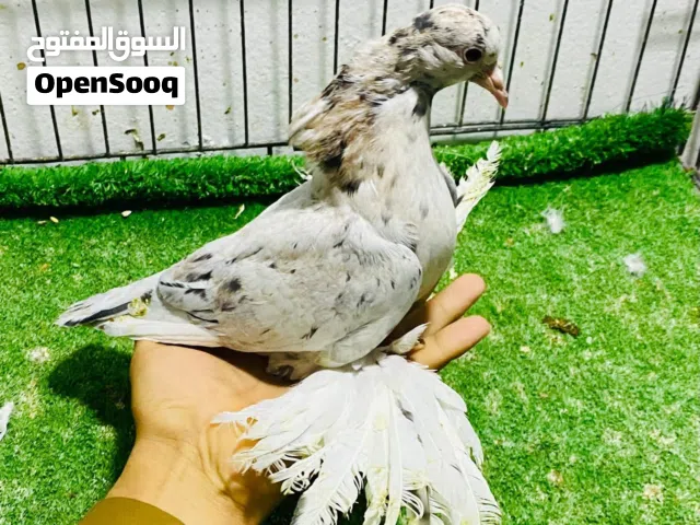 4طروف هزاز من الي يحبهم القلب