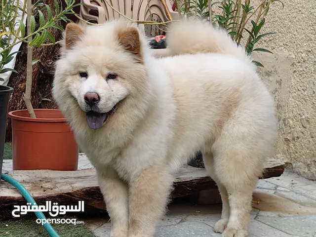كلب تشاو تشاو