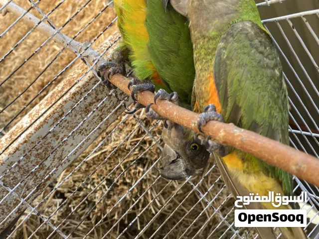 جوز ببغاء سنغالي للبيع ريشه تبارك رحمان جاهزه للنتاج
