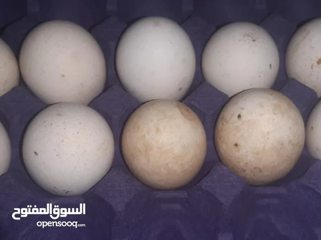 متوفر طبقتين بيض عرب