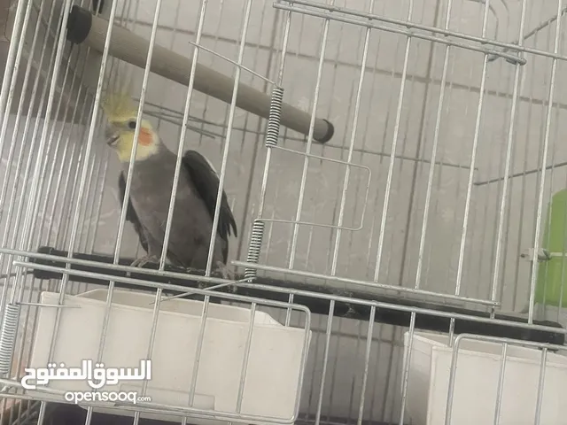 عصافير للبيع