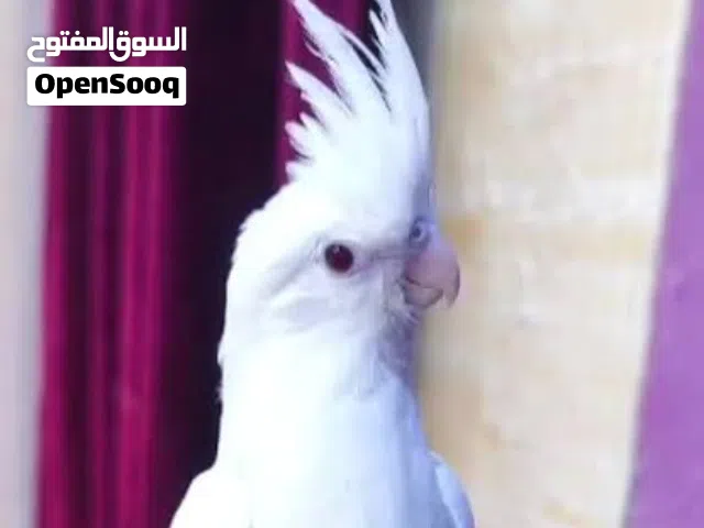 مطلوب ذكر كوكتيل