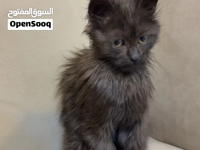 قطه شيرازيه لتبني