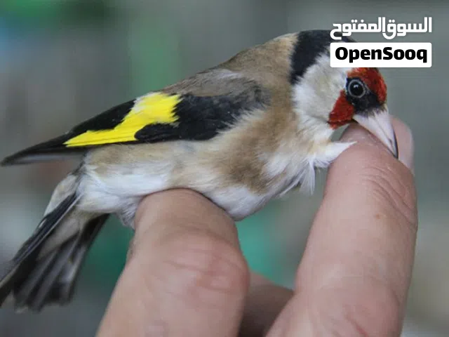 طواير حسون