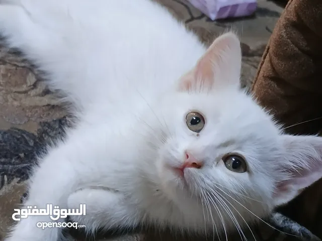 قطة أنثى صغيرة للبيع مع كافة مستلزماتها نظيفة، ودودة، مرحة تبحث عن عائلة ترعاها. السعر قابل للتفاوض.