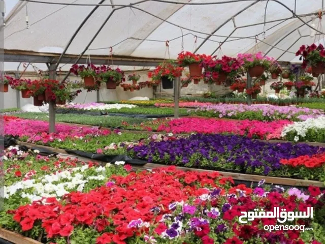 مطلوب شريك او ممول لمشتل زراعي قائم منذ ما يزيد عن 35 سنه ولا يزال يعمل ومعروف في منطقة طبربور