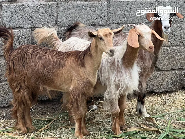 شاه جاموديه مع بناتها سخلات حلال طيب للتربيه  ما شاء الله كل شي سليم