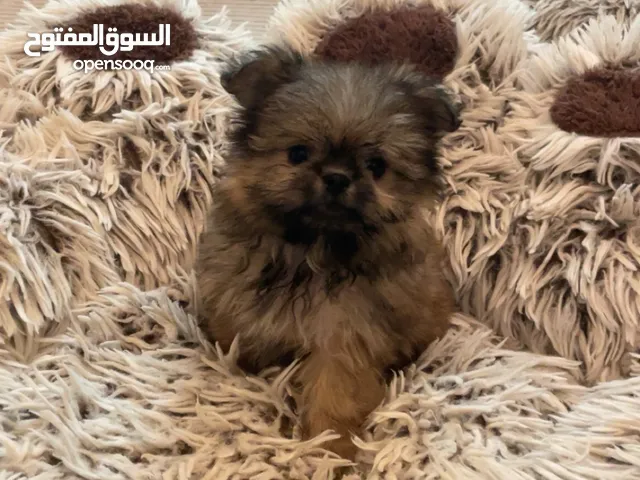 Maltese male vaccinated with passport playful potty trained teacup