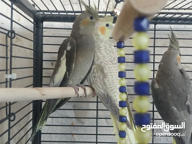 4 طيور كوكتيل للبيع