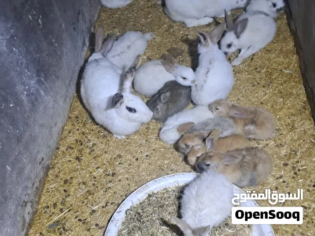 ارانب للبيع