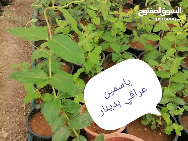 اشتال للبيع يتوفر اشتال منوعه وجميله