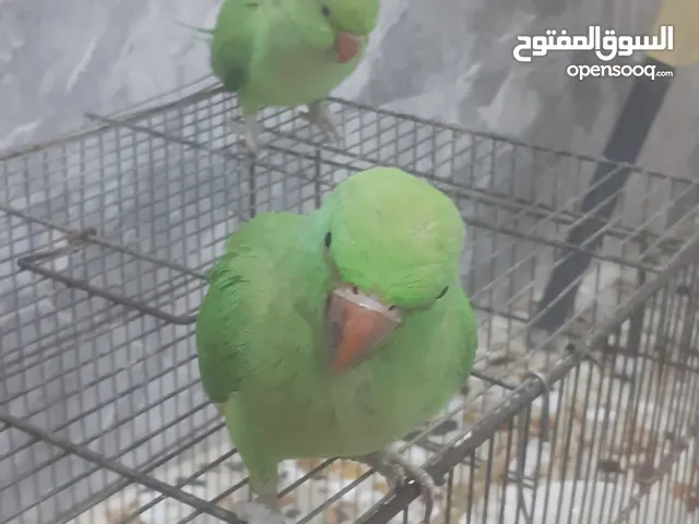 ببغاء للبيع تفاصيل بل وصف ببغاء دره اخضر عمر 6 اشهر بدايه كلام