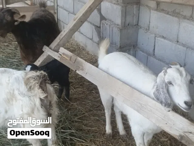 ماعز العدد 3وحده منهن وراهه توم  كلهن حبل وعليهن 3  ومشروطات
