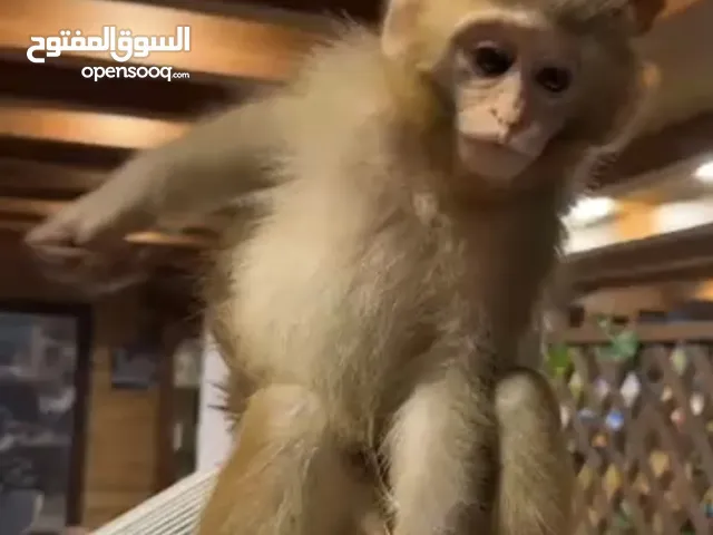 قرد مكاك شورت تيل Monkey