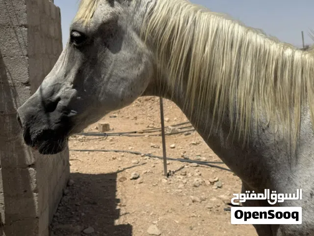 حصان لبيع او البدال بشي مناسب