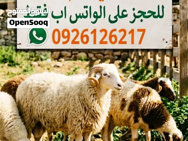 جزار أضاحي