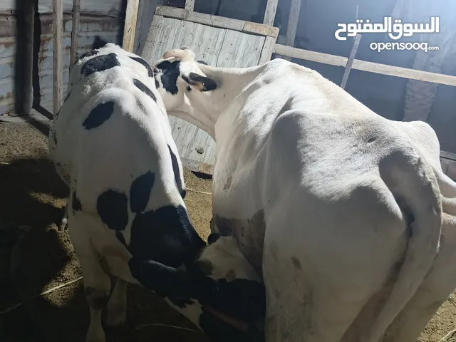 هاشة اهية وعجلها وطبت بشهر 6 الوصف