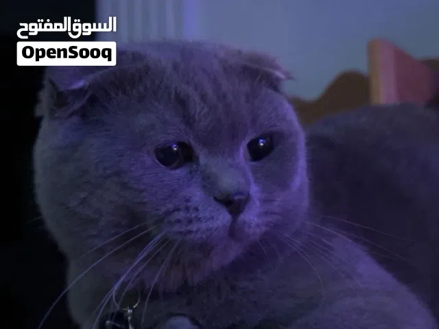 Scottish Fold Pure شكوتش فولد بيور