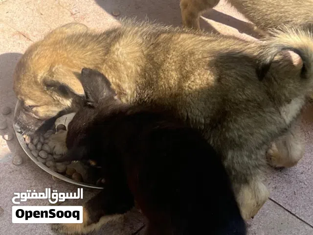 كلاب تصلح حرسات اغنام و مزارع مكان صلاله و صحه جيده فيه ذكور و اناث