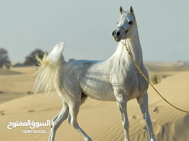 مطلوب مهره صغير وبسعر معقول