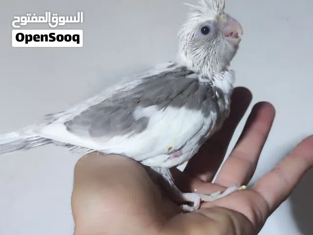 طيور كوكتيل افراخ انكليزي نظافه وصحه عاليه