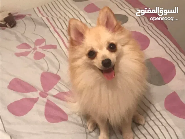 A vendre de couples chiens spitz nain