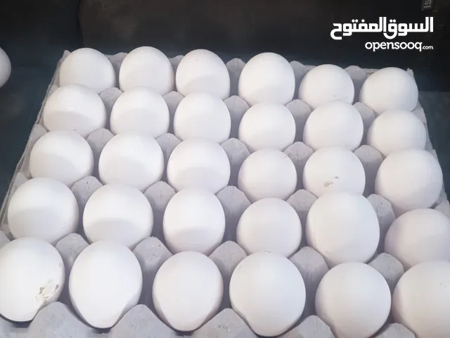 الكرتونه ب15