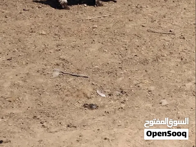 2عنياق ربي يبارك