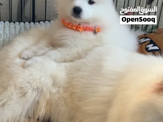 puppy samoyed