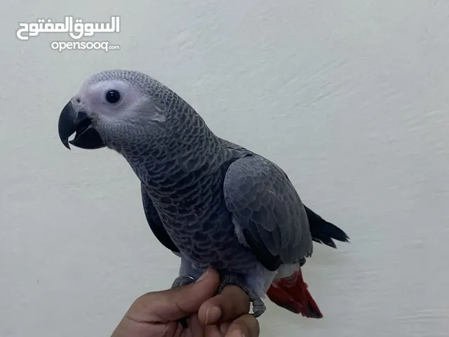 للبيع كاسكو