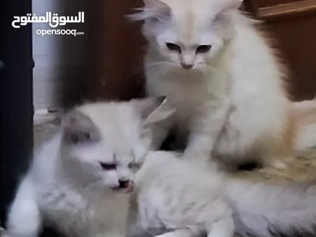 قططى الشيرازي/ My Shirazi cat