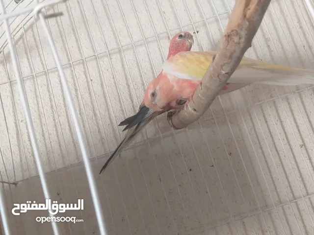بسم الله ماشاء كوبياه النوع البرك وردي عين حمره بلجيكي استيراد تونس حجم جانبو منتجات في الطويل