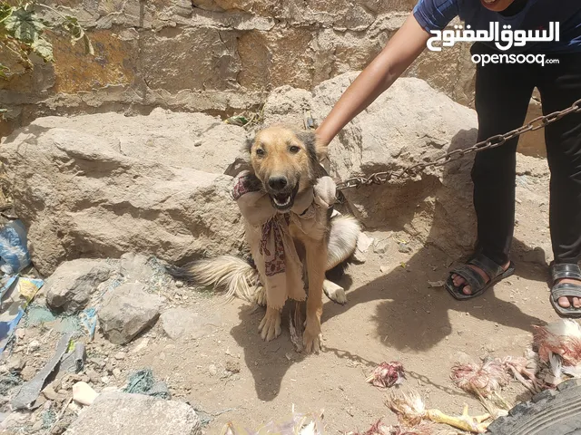 كلبه جرمن شيبرد شورت هير العمر 3 شهور للبيع ب 15 الف المشتري الجاد يجي واتس