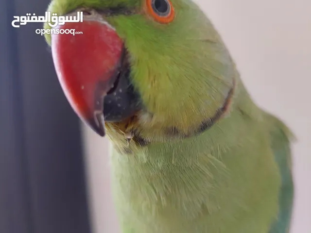 ببغاء درارة هندي ذكر اسمو كوكو عمر سنتين مطوق اليف جدا ما بعض نهائي لعوب بحب الاطفال