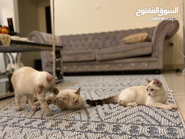 3 قطط سيامي العمر 3 اشهر مطعمين سعر الواحدة50 دينار .. غير قابل لتفاوض