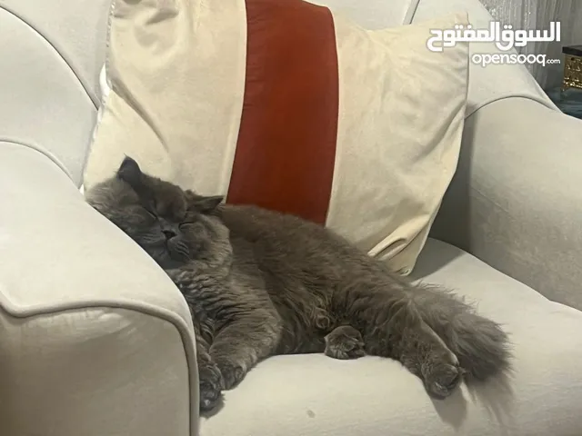 قطه للبيع النوع بيرشن بيرطاني