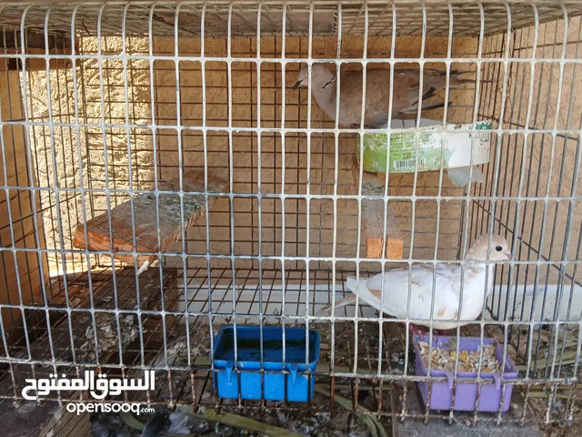 حمام للبيع كوبيا