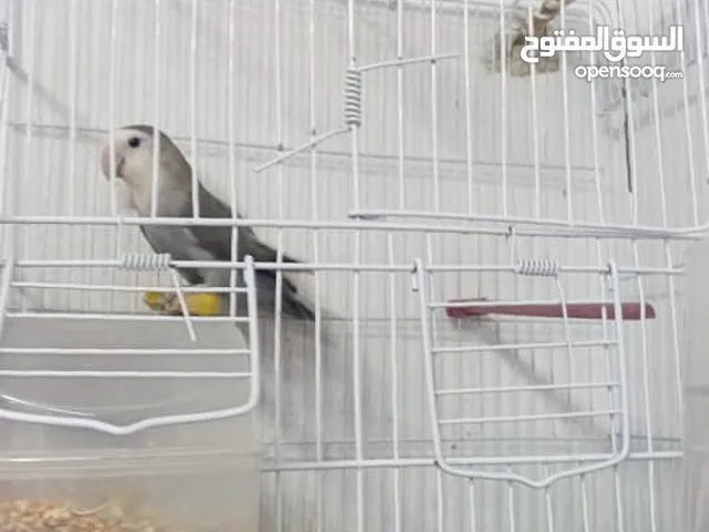 دكر روز اللبيع